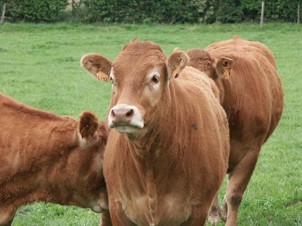 viande bovine - Illustration La viande bovine française fait ses premiers pas en Chine