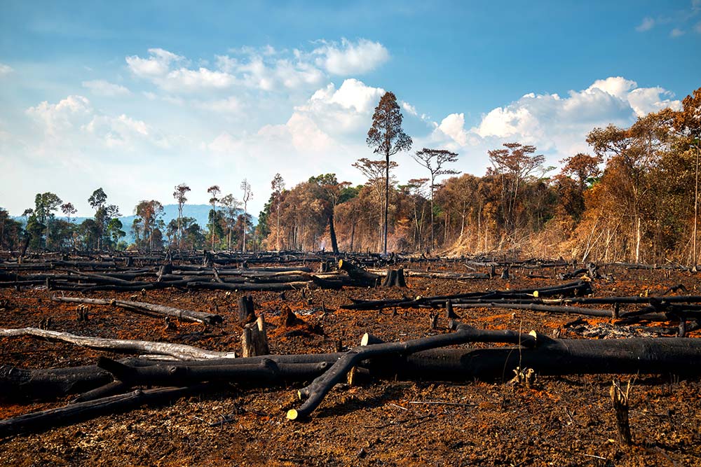 bresil deforestation - Illustration Une politique brésilienne hostile aux petits paysans