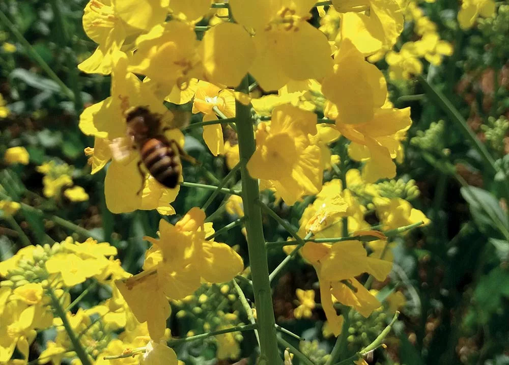  - Illustration Apiculture : L’indispensable visite de printemps