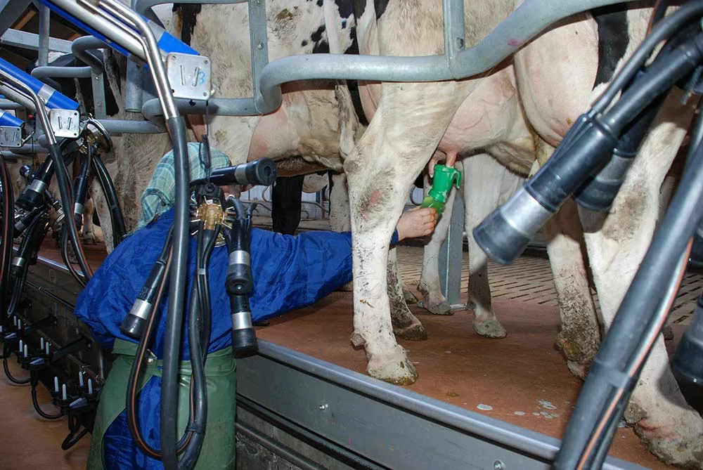 emploi-traite-lait - Illustration Covid-19 : Les salariés continuent leurs missions dans les fermes