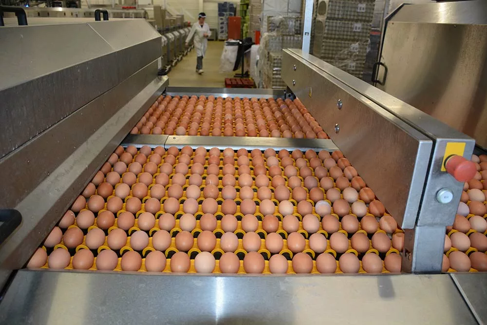  - Illustration Forte augmentation de la demande en œufs