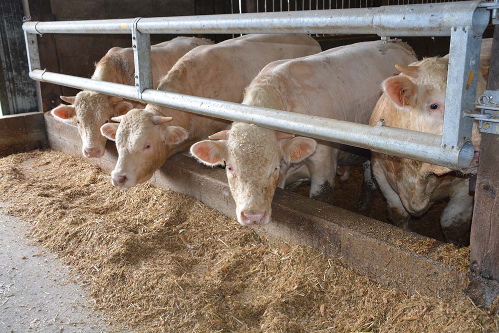  - Illustration Difficultés en vaches laitières et jeunes bovins