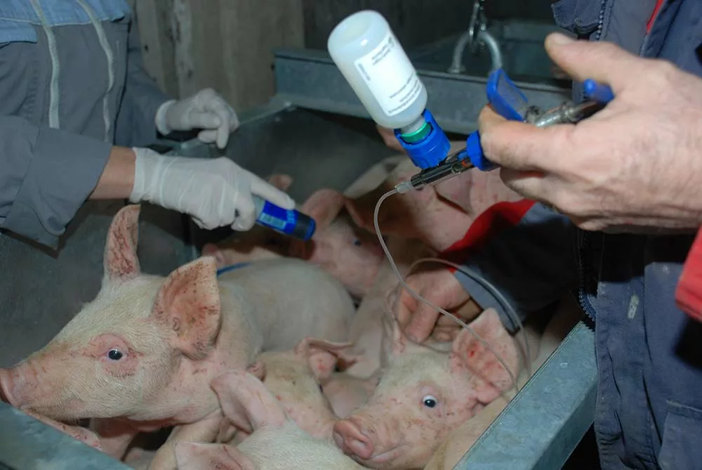  - Illustration Un vaccin injectable contre l’iléite porcine