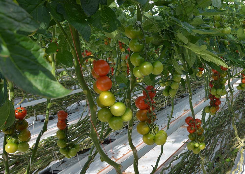  - Illustration Des tomates Solarenn de plus en plus « vertes »