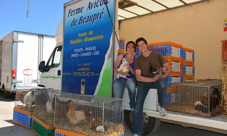 Le succès des volailles démarrées  Journal Paysan Breton