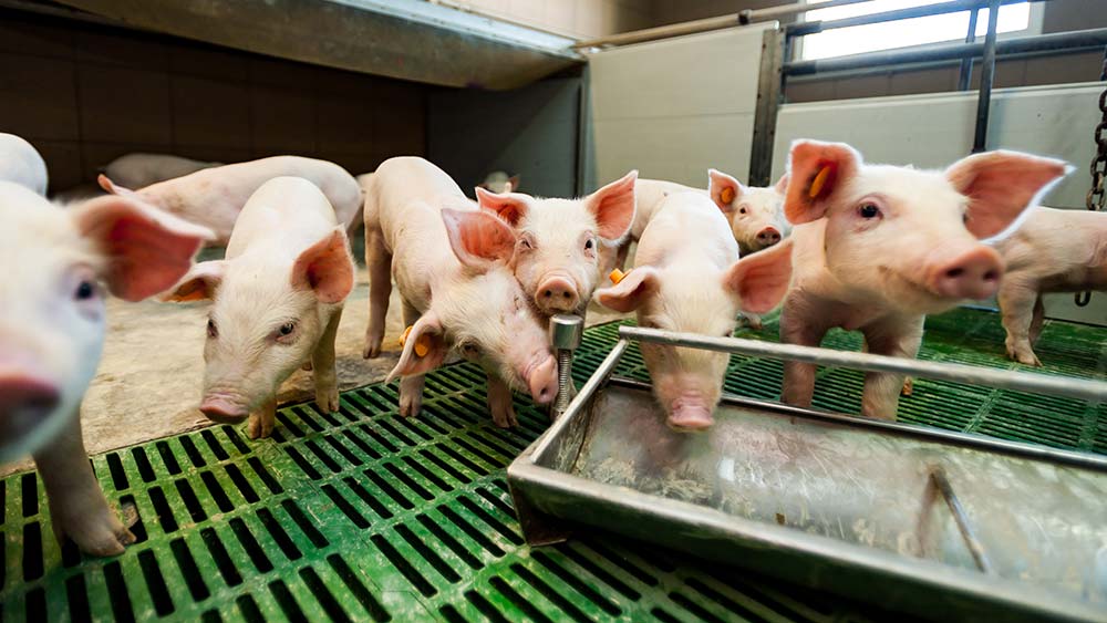 Aide aux investissements de biosécurité en porc  Journal Paysan Breton