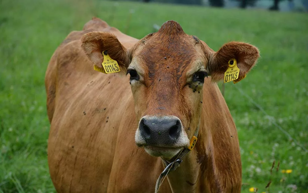  - Illustration Réforme de laitières nées à l’étranger : Des vaches « échangées » indésirables