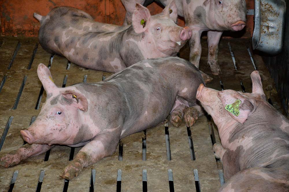 6418.hr - Illustration La production française de porcs souffrira de la PPA en Allemagne