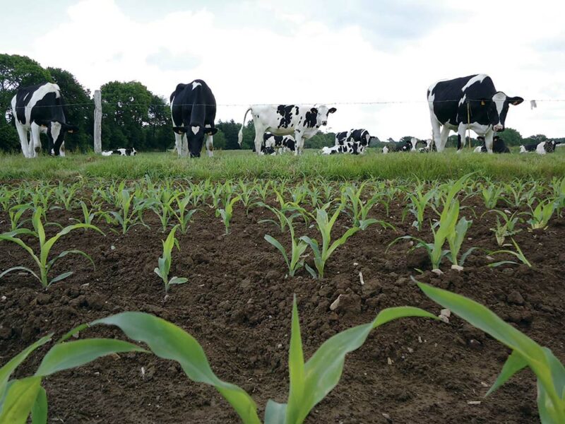 Quel Maïs Fourrage Pour Les Bovins Journal Paysan Breton