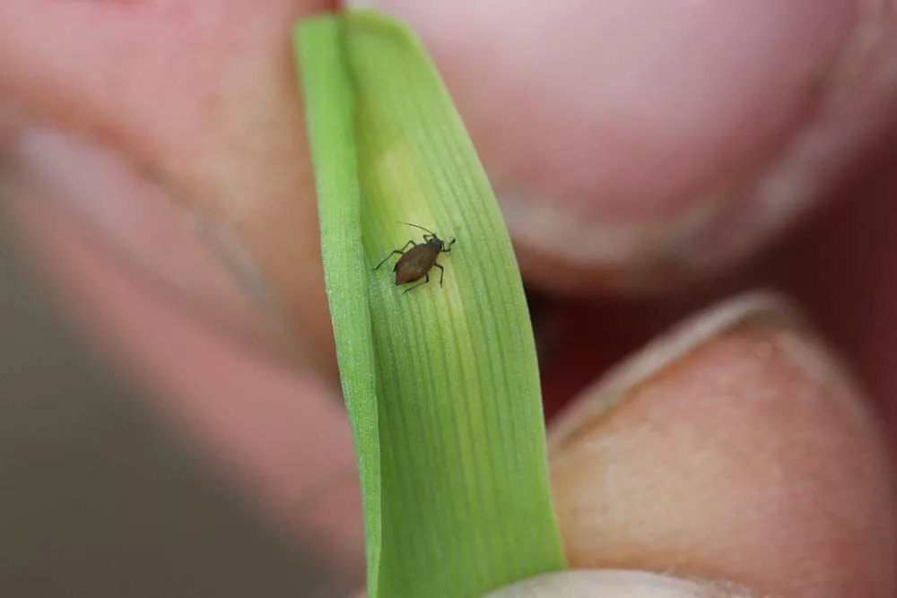 7280.hr - Illustration Céréales : Baisse des infestations de pucerons