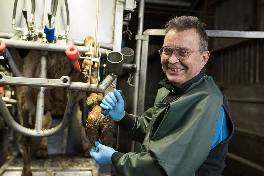 Dd7689.hr - Illustration Les vaches sont à l’aise dans la cage du vétérinaire