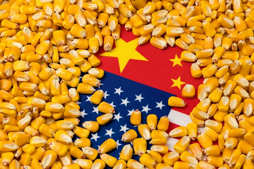 Dd7709.hr - Illustration Hold-up sur le maïs américain : bis repetita