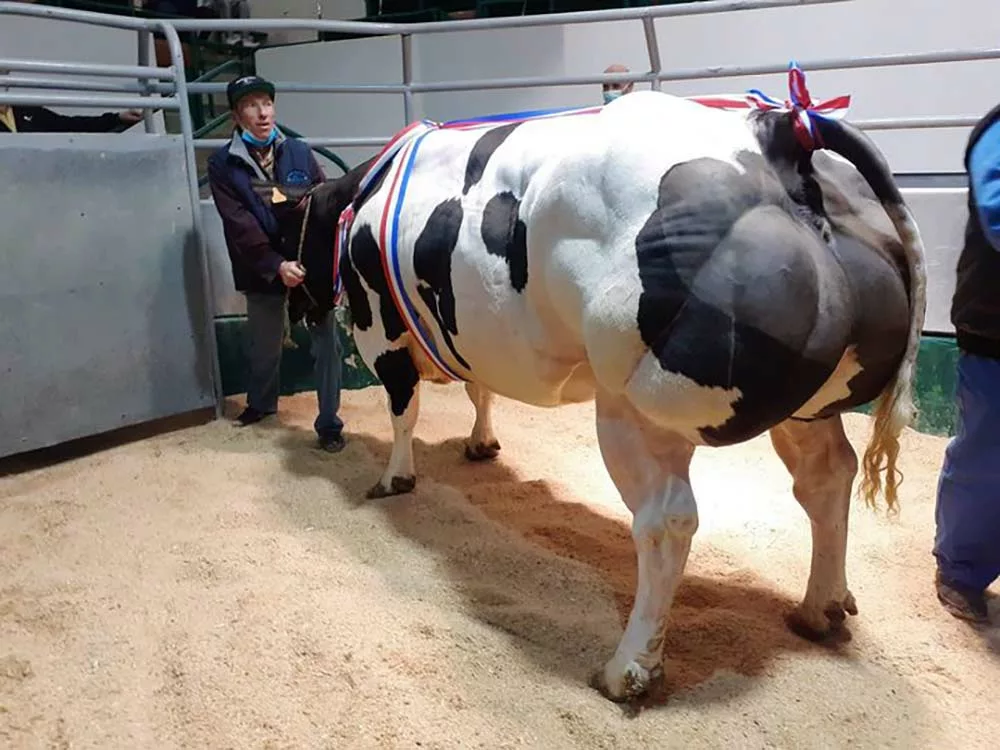 libellule grande championne etienne baudoin achetée par terre des viandes de bretagne - Illustration MOL : 9,02 €/kg pour la Championne du jour