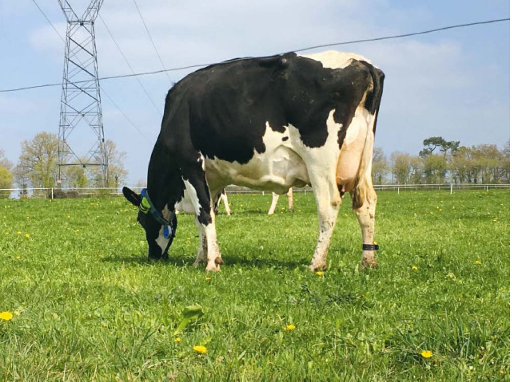 sans titre 1 - Illustration Les vaches suivies à la trace au pâturage