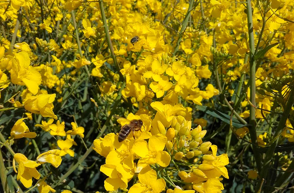 dd8470.hr - Illustration Apiculture : Un démarrage tardif pour la saison 2021