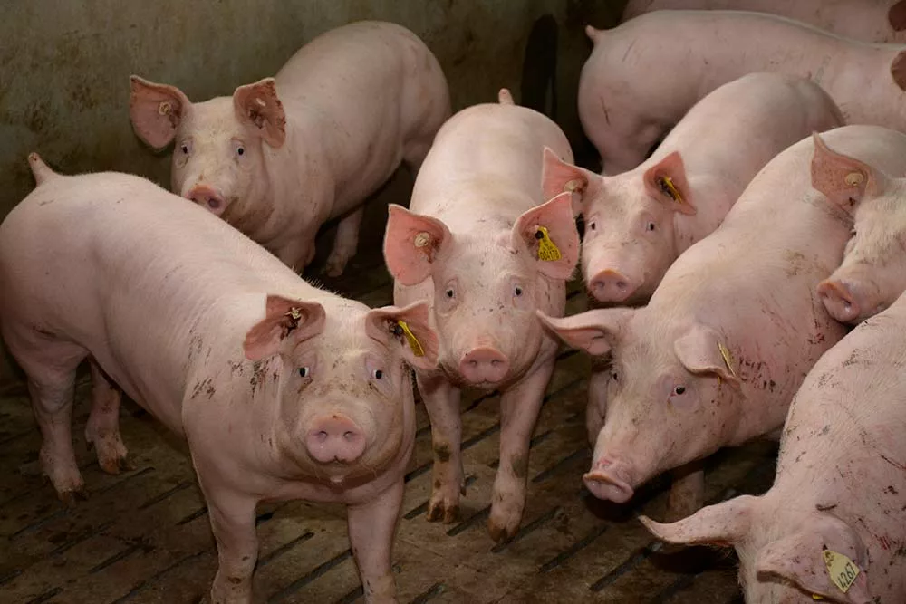 dd9006.hr - Illustration Marché mondial : Qui produira du porc demain ?