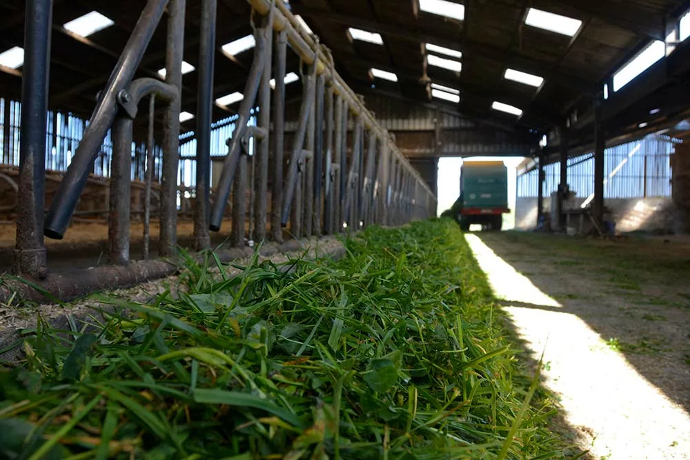 dd9098.hr - Illustration Quel est le coût réel de l’herbe ?