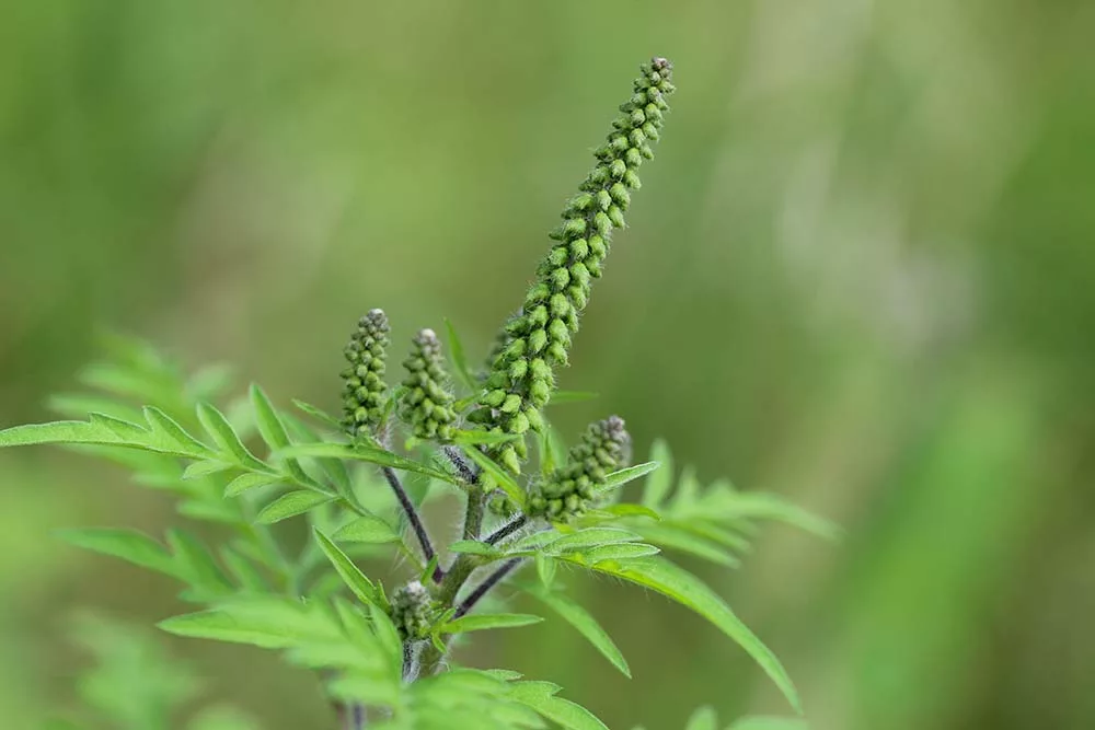 b9192.hr - Illustration L’ambroisie, une plante à risque pour la santé