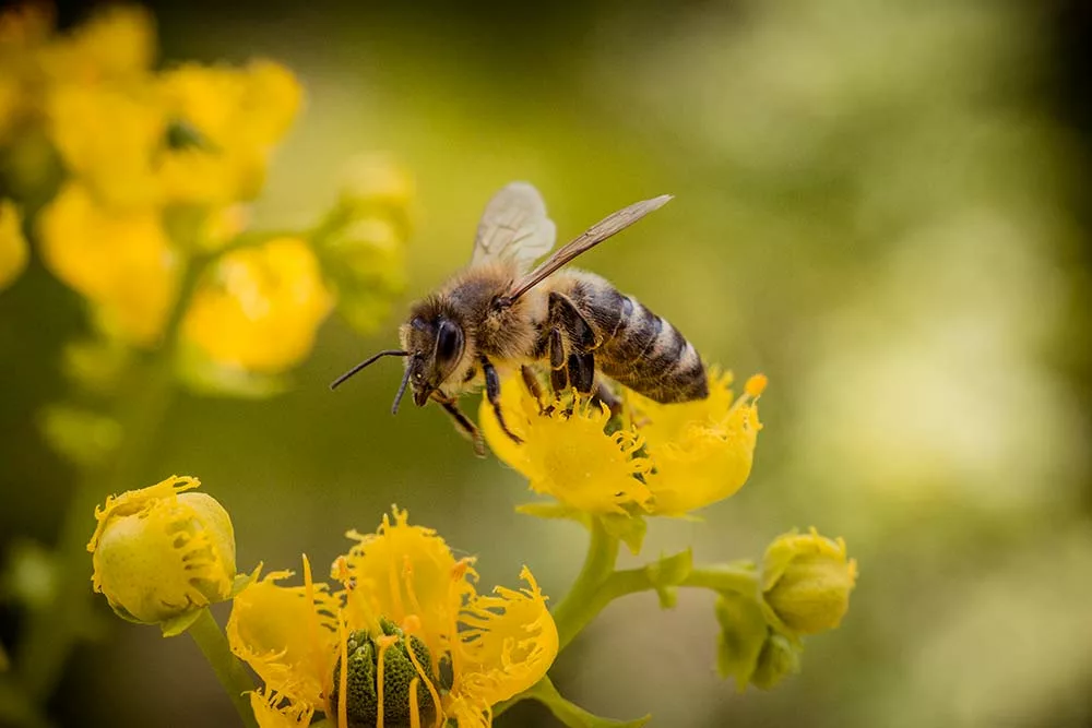 8994.hr - Illustration Un projet national pour mesurer l’effet des produits phytosanitaires sur les abeilles