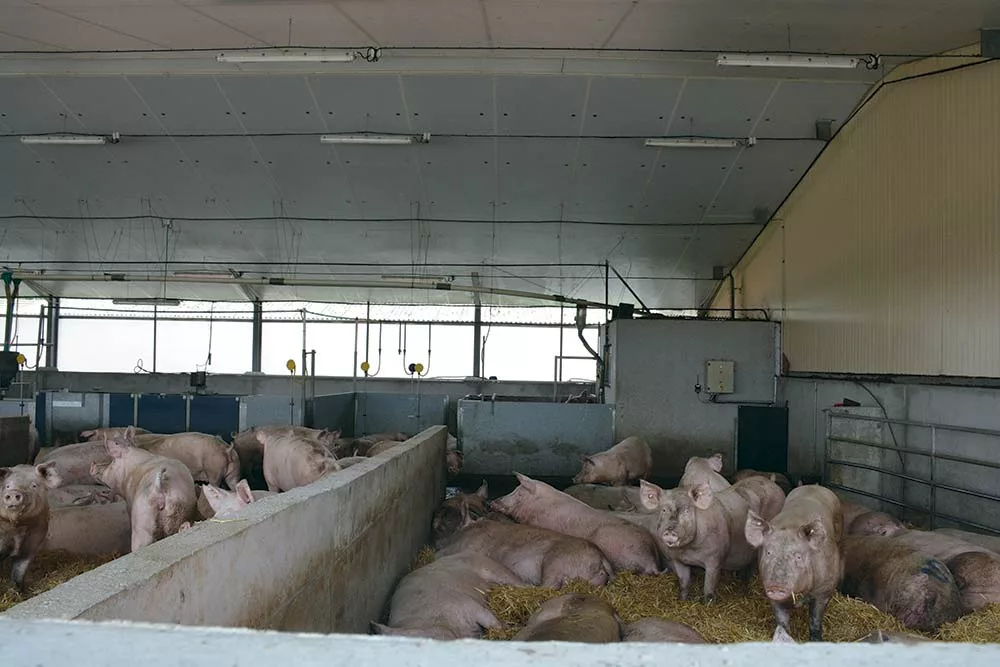 9315.hr - Illustration Ils créent la filière « Porc des blés noirs »