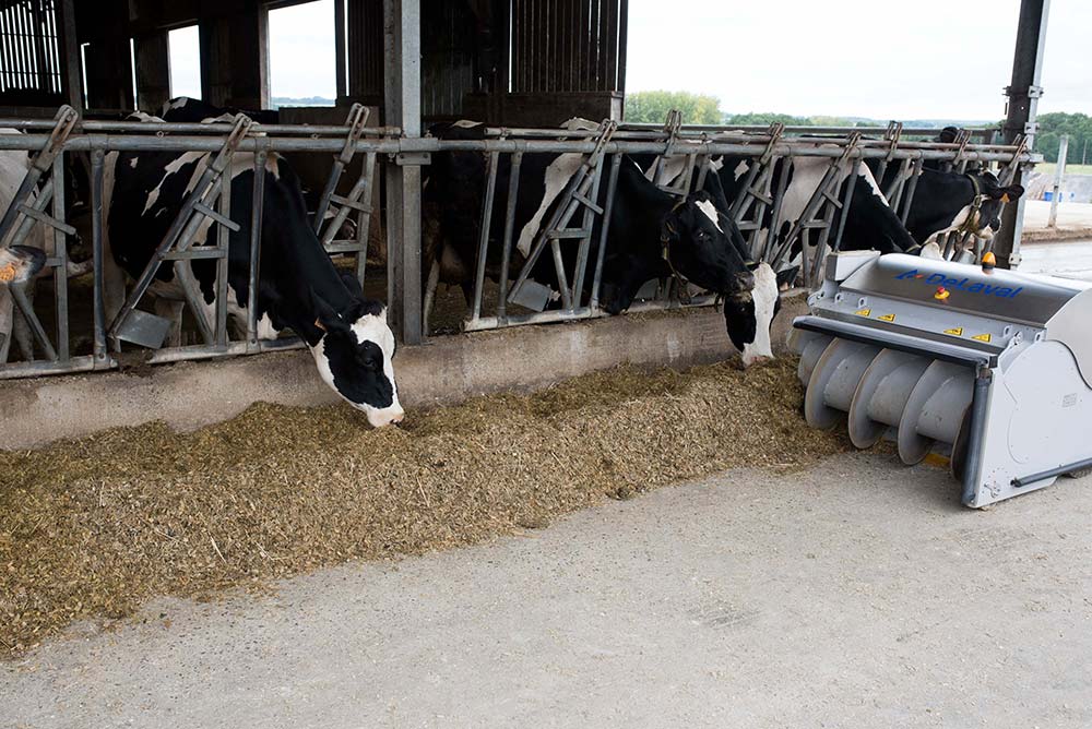 Coût alimentaire des vaches : l'optimiser grâce au maïs fourrage