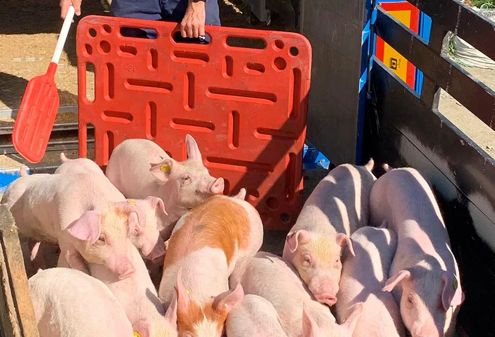 9756.hr - Illustration Porc : Bien élevés, bien transportés