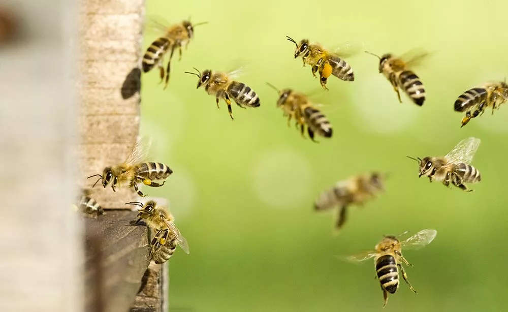 adobestock 258715619 - Illustration Apiculture : Retour sur deux ans d’expérimentation