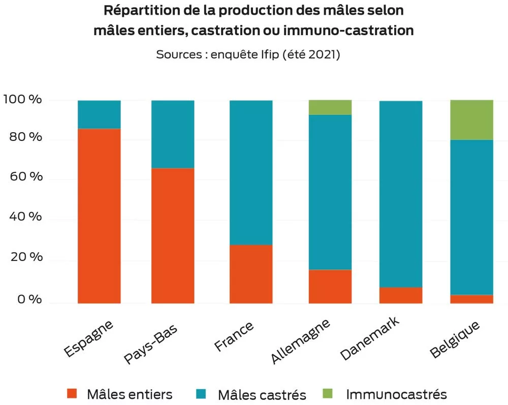 graph - Illustration Les éleveurs castrent sans douleur au nord de l’Europe