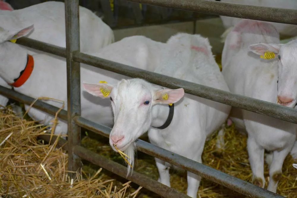 aliment caprins breve - Illustration Chèvres: surcoût de 22 €/1000 L pour les aliments achetés en 2021