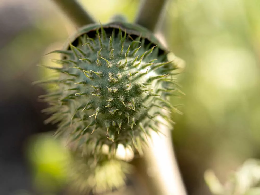 drone datura breve - Illustration Détecter le datura grâce au drone