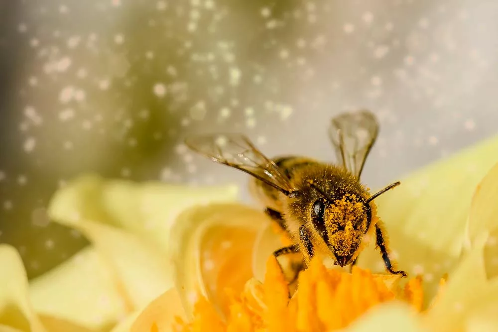 aide cheptel abeilles - Illustration Les apiculteurs ont jusqu’au 15 novembre pour demander l’aide pour l’autorenouvellement de cheptel