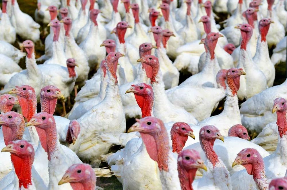 influenza aviaire breve - Illustration Influenza aviaire: la France en risque “élevé”