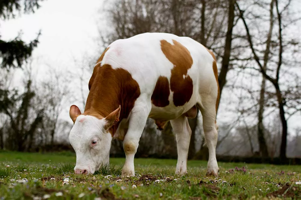 11725.hr - Illustration Simmental : 1er taureau sans cornes français