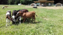 Des veaux bio dans une prairie à Trévarez.