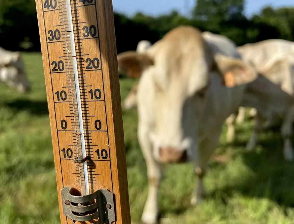 12489.hr - Illustration Coup de chaud, coup d’arrêt