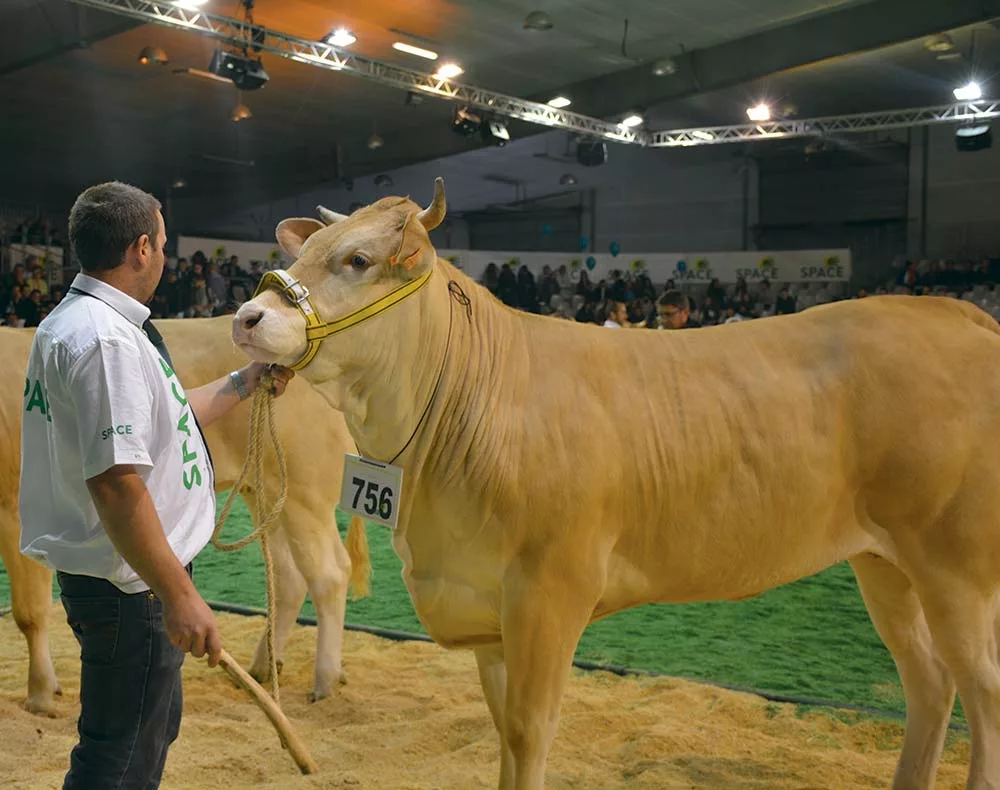  - Illustration La Blonde d’Aquitaine sous les projecteurs