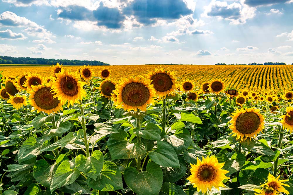  - Illustration Tournesol, l’art des vases communicants