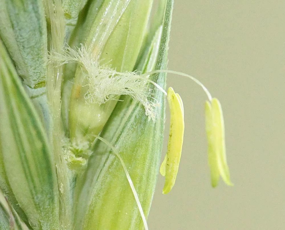  - Illustration Triticale : Rendements pluriannuels