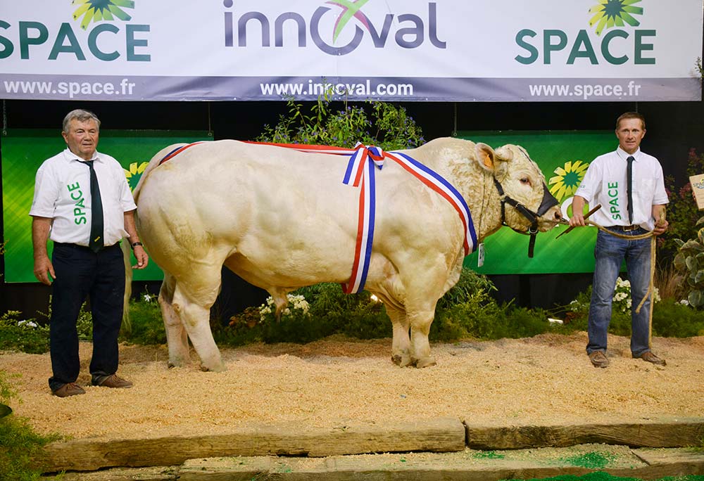  - Illustration SPACE 2022 / Charolais : Obélix, un Champion tout en muscles