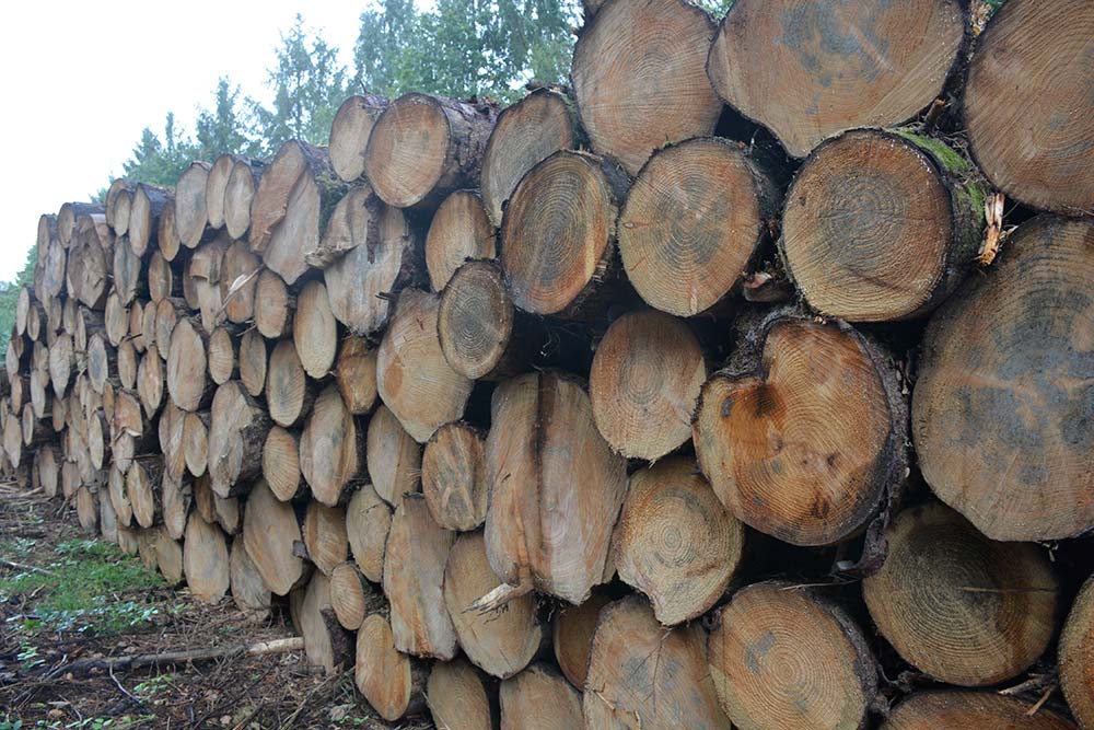  - Illustration Le défi de la forêt bretonne