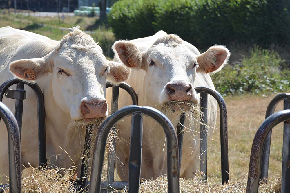  - Illustration Vers une pénurie de viande bovine : Où s’arrêtera la décapitalisation ?