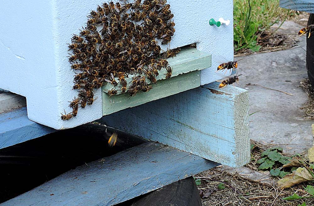  - Illustration Le frelon asiatique, la hantise des apiculteurs