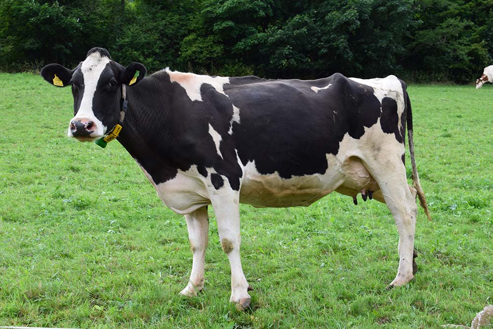  - Illustration Règlement 2022 : quelles nouveautés pour l’élevage bovin ?