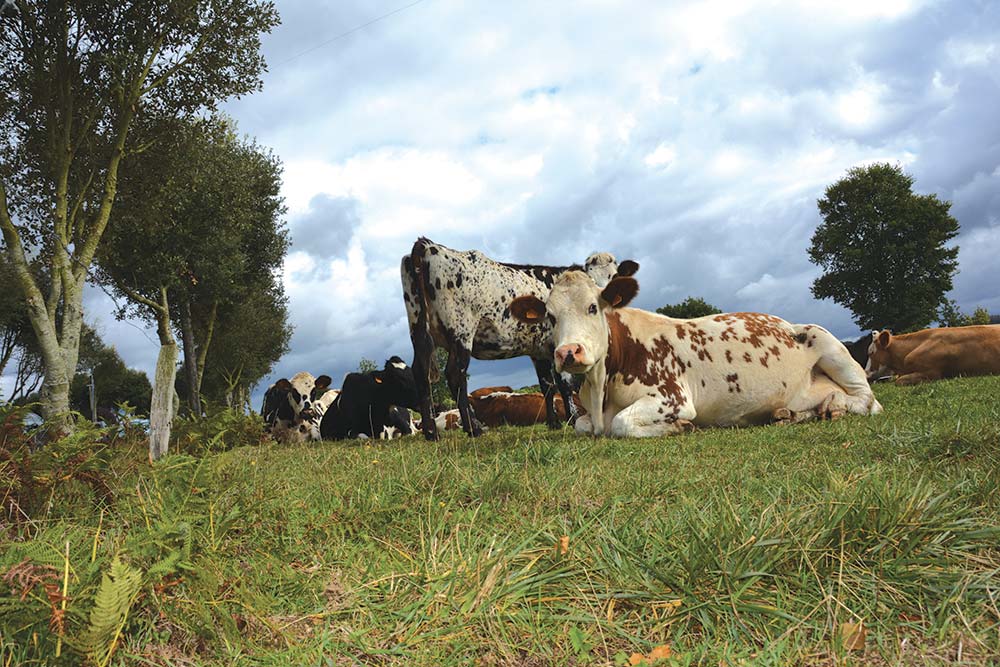  - Illustration Rapprocher l’herbe de son troupeau