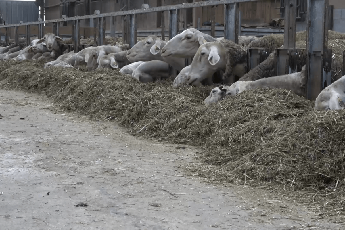 agrobio brebis bio - Illustration Ferme ouverte en brebis lait bio dessaisonnées