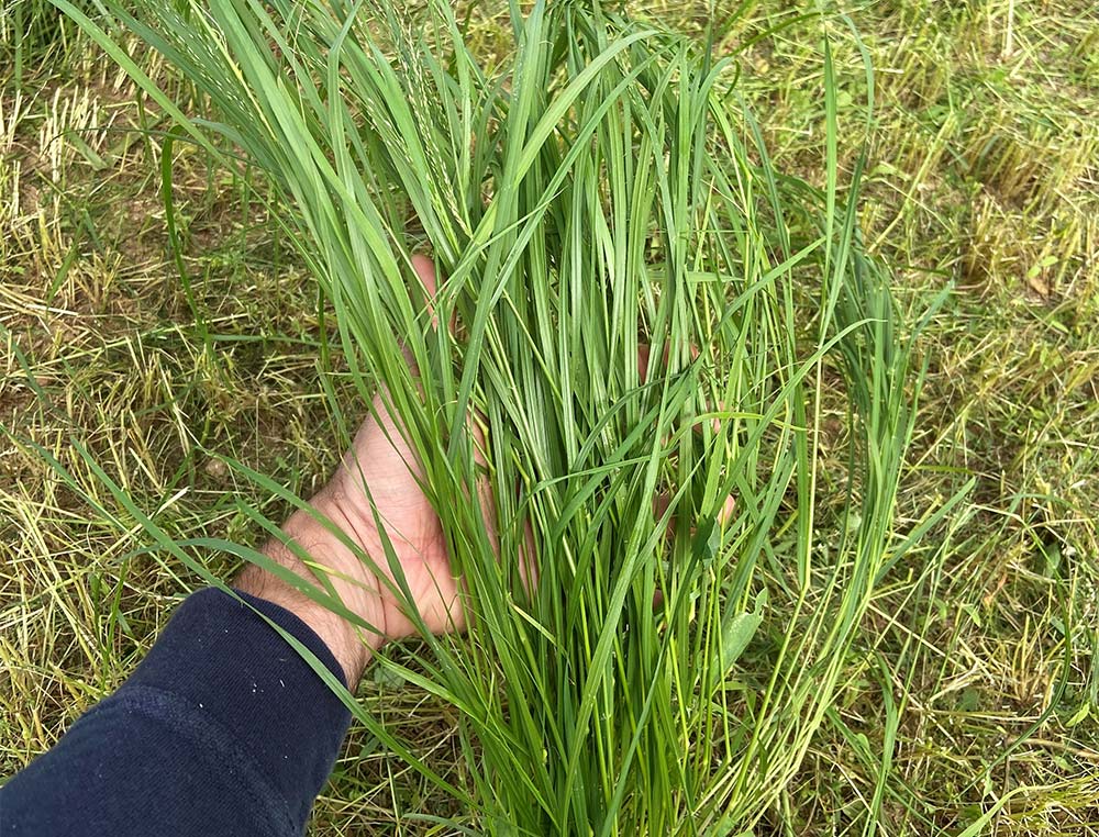 15331.hr - Illustration Teff grass : La graminée africaine pousse tout l’été