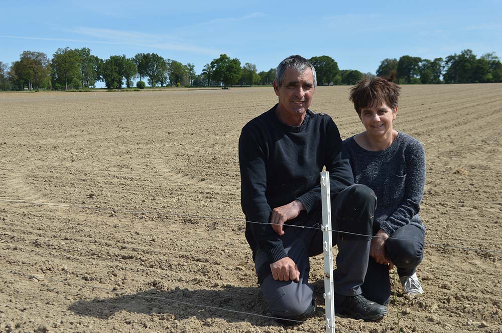 16184.hr - Illustration 6 km de clôtures pour se protéger des sangliers