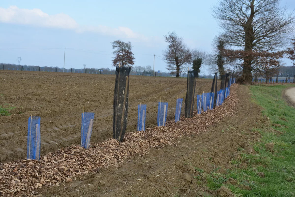 16201.hr - Illustration Première région sur la plantation de haies