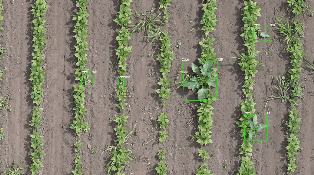 16467.hr - Illustration Les plantes indésirables détectées par drone