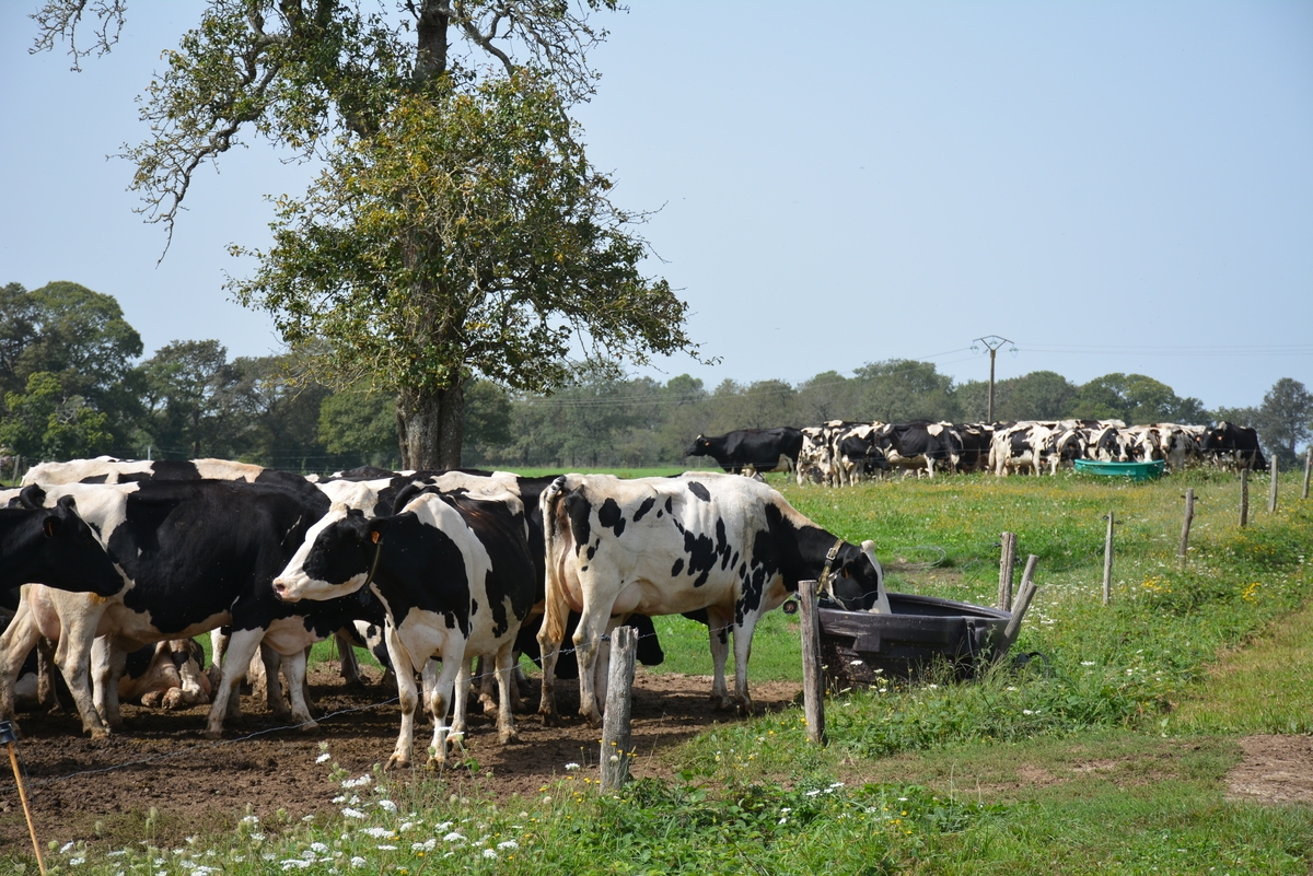 17307.hr - Illustration 30 % d’exploitations laitières sur Questembert Communauté